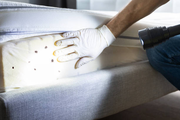 Best Termite Control Services  in Sandy Springs, SC