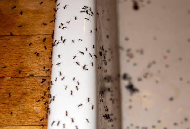 Best Pest Control Near Me  in Sandy Springs, SC